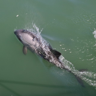 Walvisbay - Dolphin